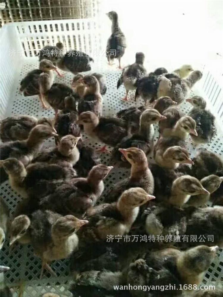 三个月火鸡批发价格 青铜火鸡苗养殖 预防到位 提供技术支持