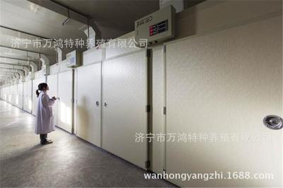 三个月火鸡批发价格 青铜火鸡苗养殖 预防到位 提供技术支持