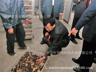 三个月火鸡批发价格 青铜火鸡苗养殖 预防到位 提供技术支持